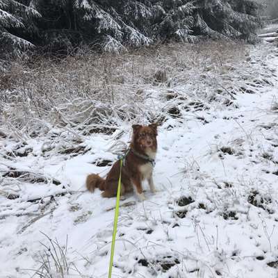 Hundetreffen-Hunderunde 🐕-Bild