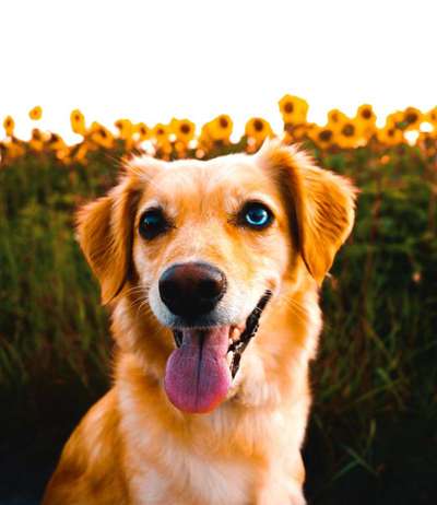 Dein Hund im Dogorama-Kalender 2021-Beitrag-Bild