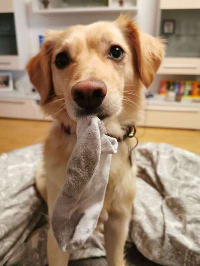 Hunde Memes-Beitrag-Bild