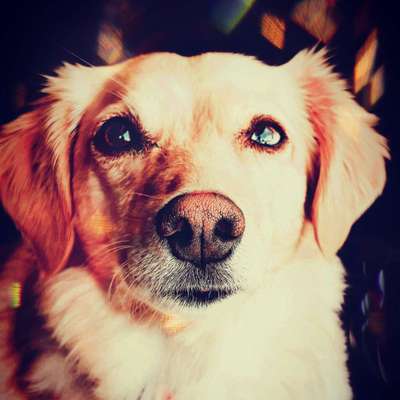 Dein Hund im Dogorama-Kalender 2021-Beitrag-Bild