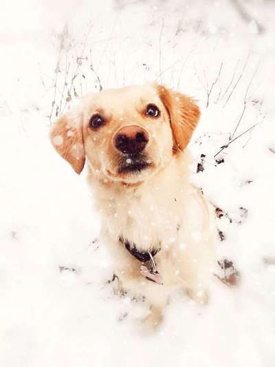 Dein Hund im Dogorama-Kalender 2021-Beitrag-Bild