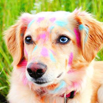 Dein Hund im Dogorama-Kalender 2021-Beitrag-Bild