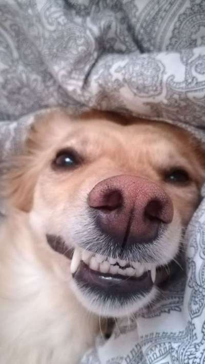 Hunde Memes-Beitrag-Bild