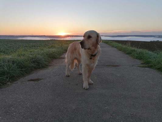 Wo sind die Golden Retriever Liebhaber?-Beitrag-Bild