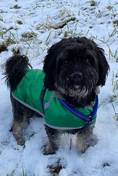 Dogorama Photo Challenge - Tricks, Tricks & Tricks!-Beitrag-Bild