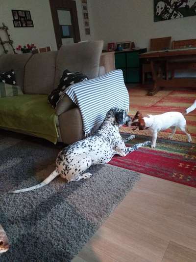 Dogorama Photo Challenge - Die besten Hundebuddys-Beitrag-Bild