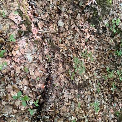 Giftköder-Kadaver im Wald-Bild