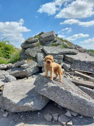 Dogorama Photo Challenge - Steine/Felsen-Beitrag-Bild