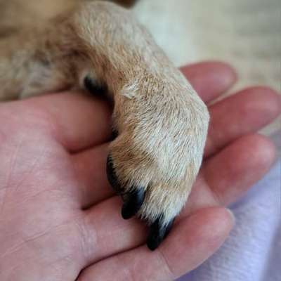 Giftköder-Vergiftet-Bild