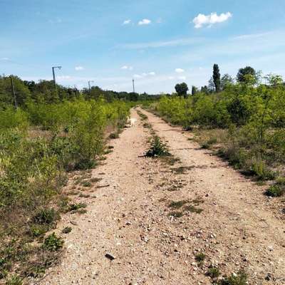 Mitstreiter Berlin Hundepark Charlottenburg-Beitrag-Bild