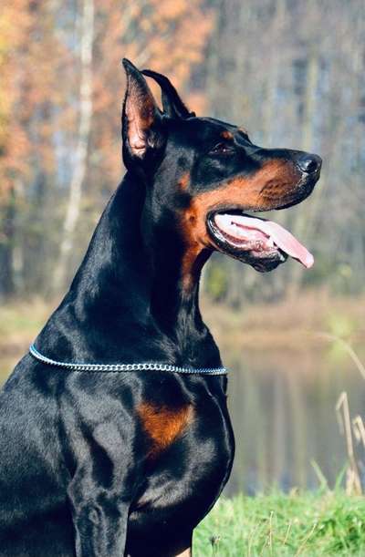 Hundetreffen-Dobermänner & Co. zum kennenlernen bereit-Bild