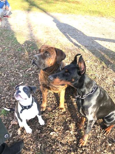 Bester Freund, Hundekumpel - zeigt her!-Beitrag-Bild