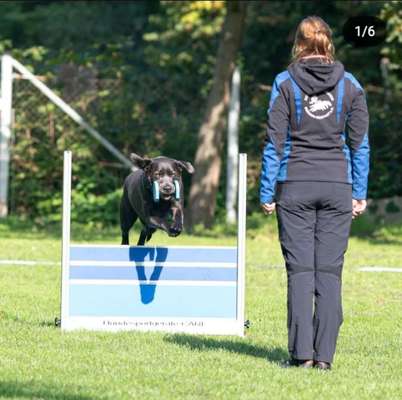 Hundesport?-Beitrag-Bild