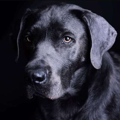 Labradorfans-Beitrag-Bild