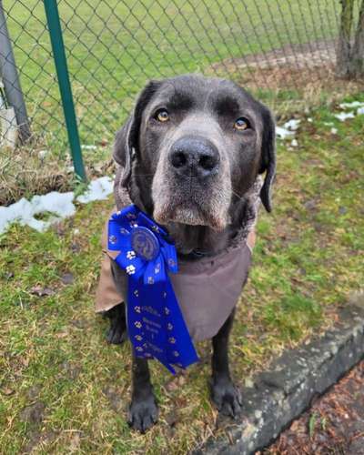 Hundesport?-Beitrag-Bild