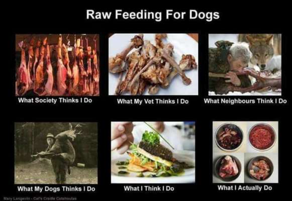 Barfen, wie macht ihr es?-Beitrag-Bild