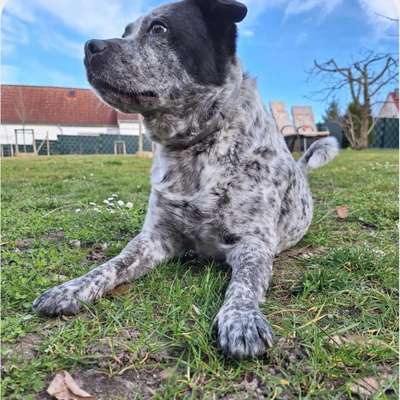 Hundetreffen-Entspanntes Gassi gehe-Bild