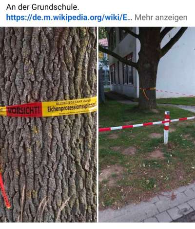 Giftköder-Eichenprozezzionsspinner-Bild