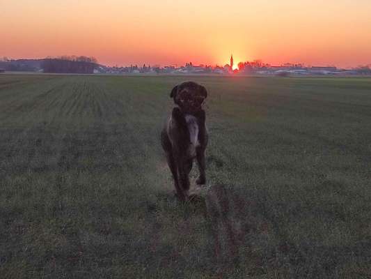 Hundetreffen-Hundefreunde gesucht-Bild