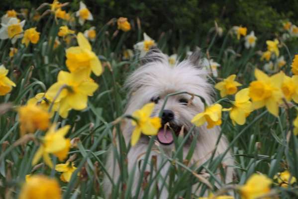 Die Dogorama Monats Challenge "Es grünt und blüht"-Beitrag-Bild