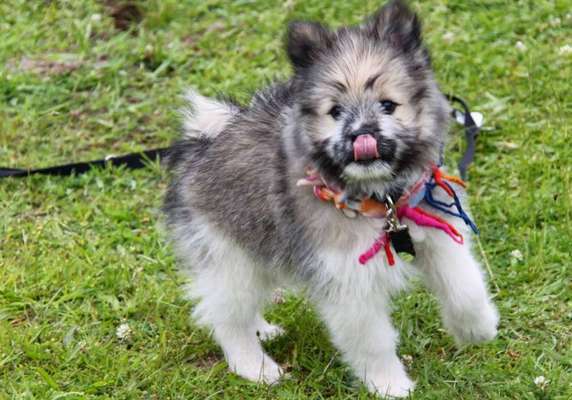 Welpen Bilder !-Beitrag-Bild