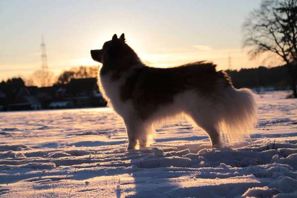 Die Dogorama Kalender Challenge Teil 2/4-Beitrag-Bild