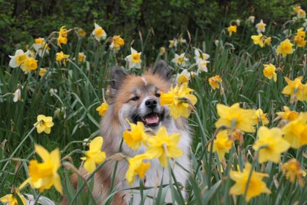 Zeigt mal die schönsten Bilder von euren Hunden !-Beitrag-Bild