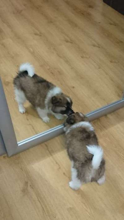 Welpen Bilder !-Beitrag-Bild