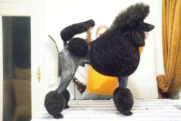 Kleinpudel zu kurz geschoren-Beitrag-Bild