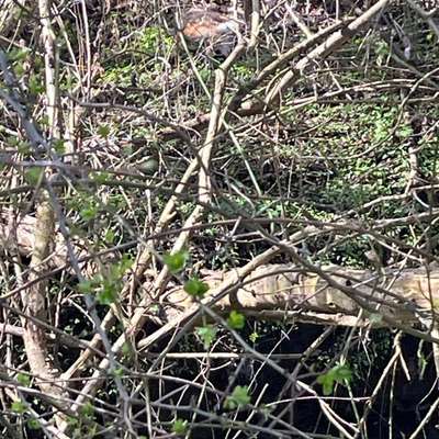 Giftköder-Totes Tier-Bild