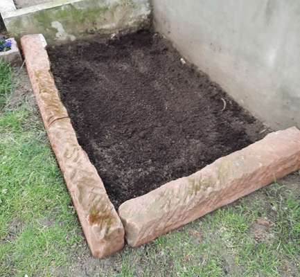 Podencomischling oder Podenco-Beitrag-Bild