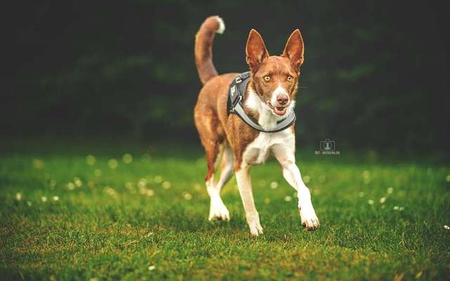 Podencomischling oder Podenco-Beitrag-Bild