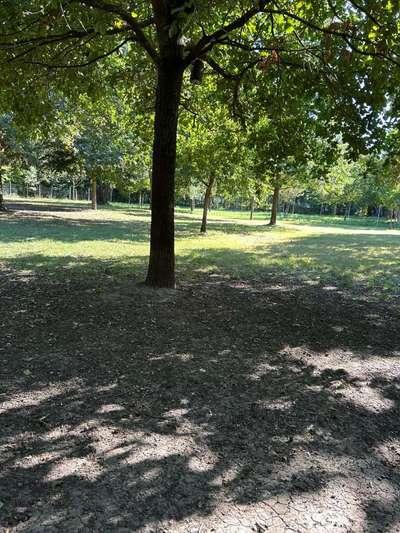 Hundeauslaufgebiet-Hundepark Großniedesheim-Bild