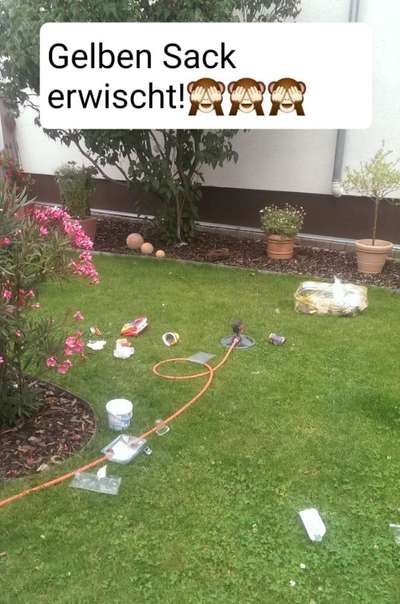 Zeig mir, dass du mit einem hund zusammenlebst....-Beitrag-Bild