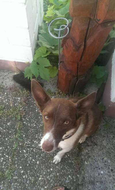 Podencomischling oder Podenco-Beitrag-Bild