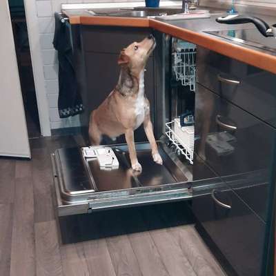 TierschutzhundeStammtisch🐕-Beitrag-Bild