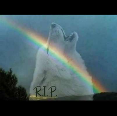 Hund aus dem Spanischen Tierschutz-Beitrag-Bild