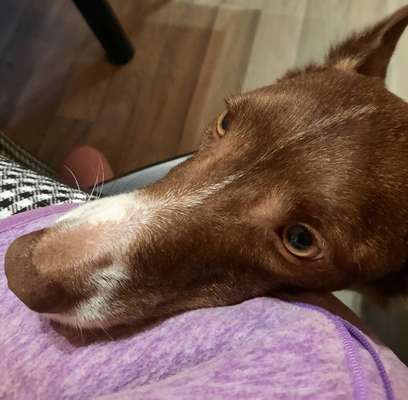 Hund aus dem Spanischen Tierschutz-Beitrag-Bild