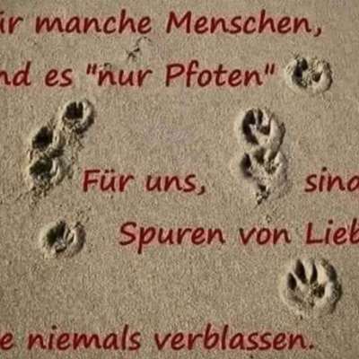 TierschutzhundeStammtisch🐕-Beitrag-Bild