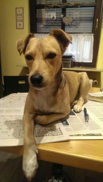 Du weißt, du hast einen Hund wenn...-Beitrag-Bild