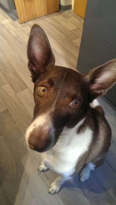 Hund aus dem Spanischen Tierschutz-Beitrag-Bild