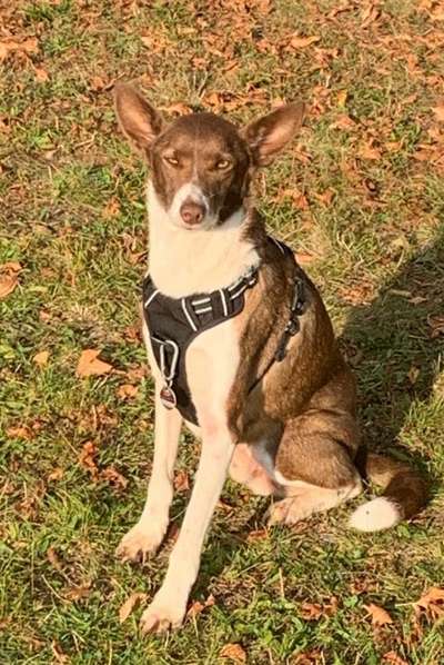 Hund aus dem Spanischen Tierschutz-Beitrag-Bild