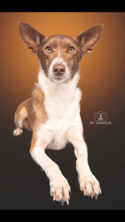 Podencomischling oder Podenco-Beitrag-Bild