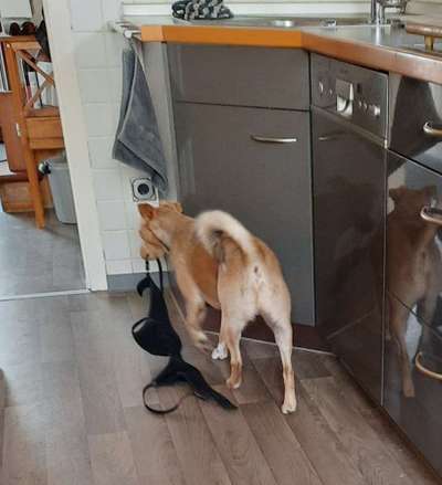 Zeig mir, dass du mit einem hund zusammenlebst....-Beitrag-Bild