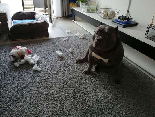 Freche Hunde-Beitrag-Bild