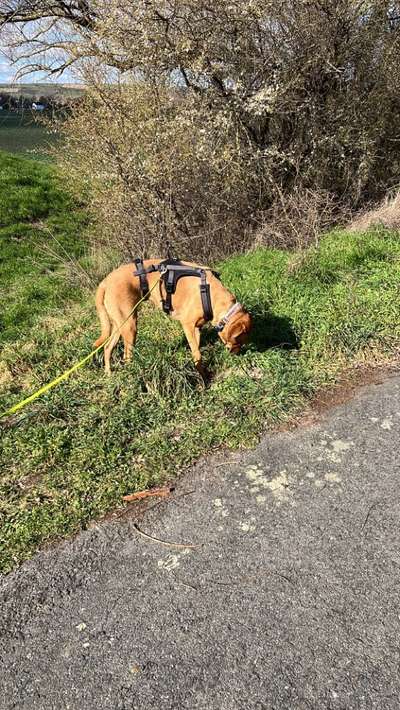 TierschutzhundeStammtisch🐕-Beitrag-Bild
