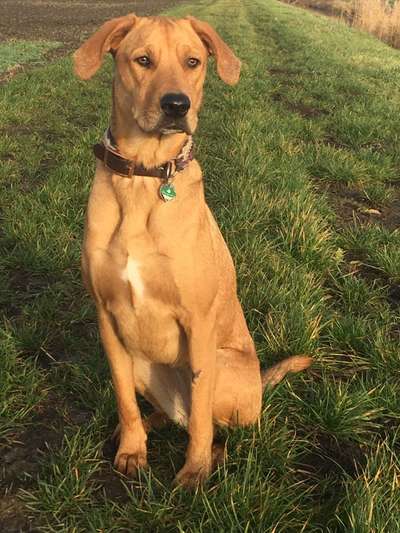 Auslandstierschutz-Beitrag-Bild