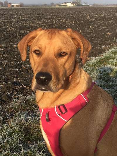 TierschutzhundeStammtisch🐕-Beitrag-Bild