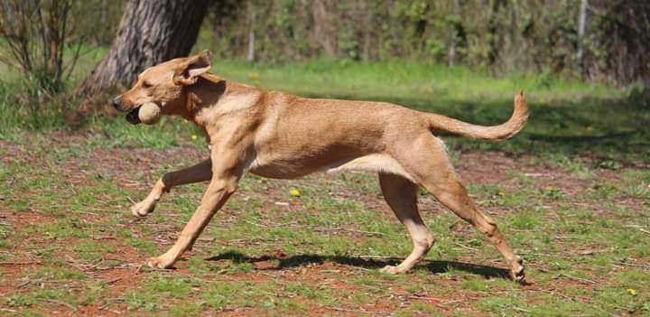 Auslandstierschutz-Beitrag-Bild