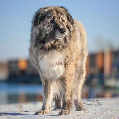 HSH abgeben?-Beitrag-Bild